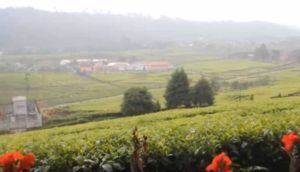 Surga Tersembunyi di “Negeri Pinang” Jambi