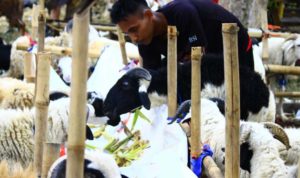 Penjualan Hewan Qurban Online Semakin Besar