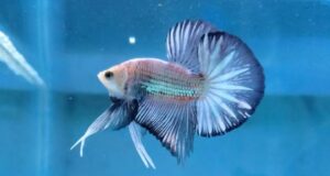 Trend Memelihara Ikan Cupang (Betta sp.) di Era New Normal